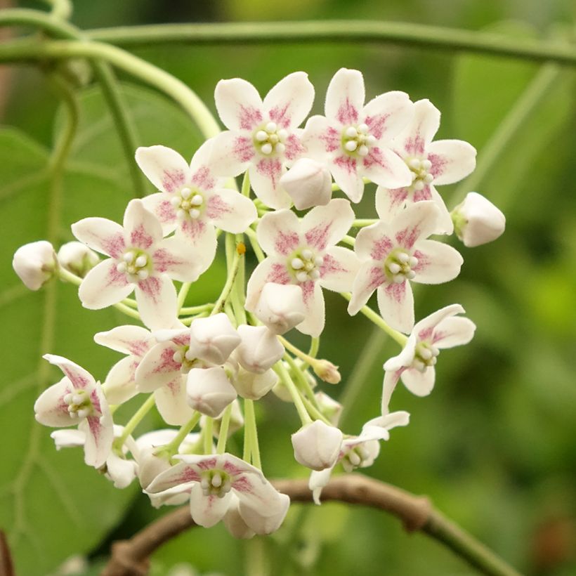 Dregea sinensis - Wattakaka (Fioritura)