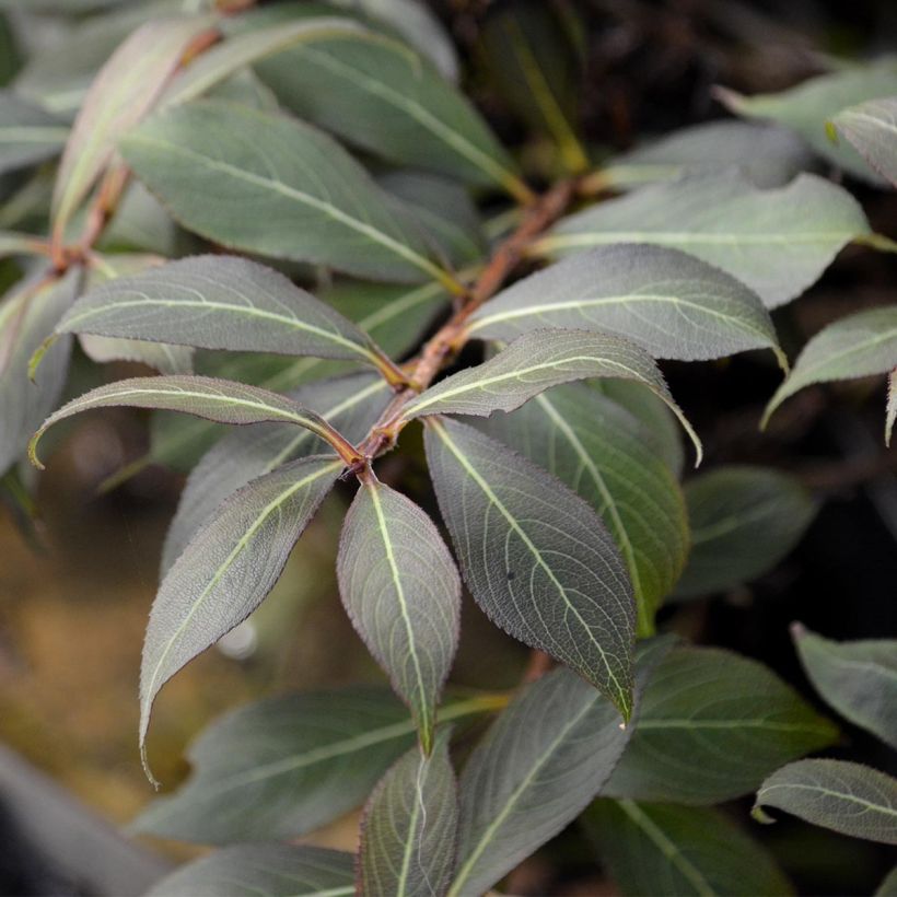 Weigelia Black and White (Fogliame)