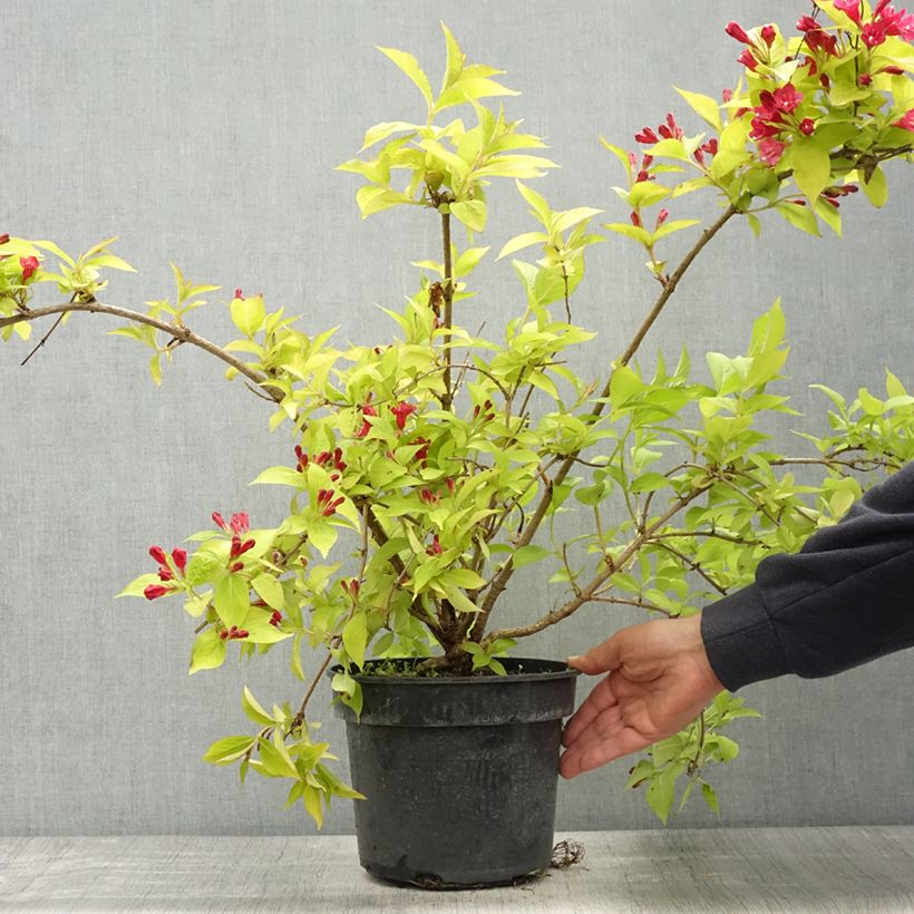 Weigela Briant Rubidor Olympiade - Pot de 4L/5L esemplare consegnato in primavera