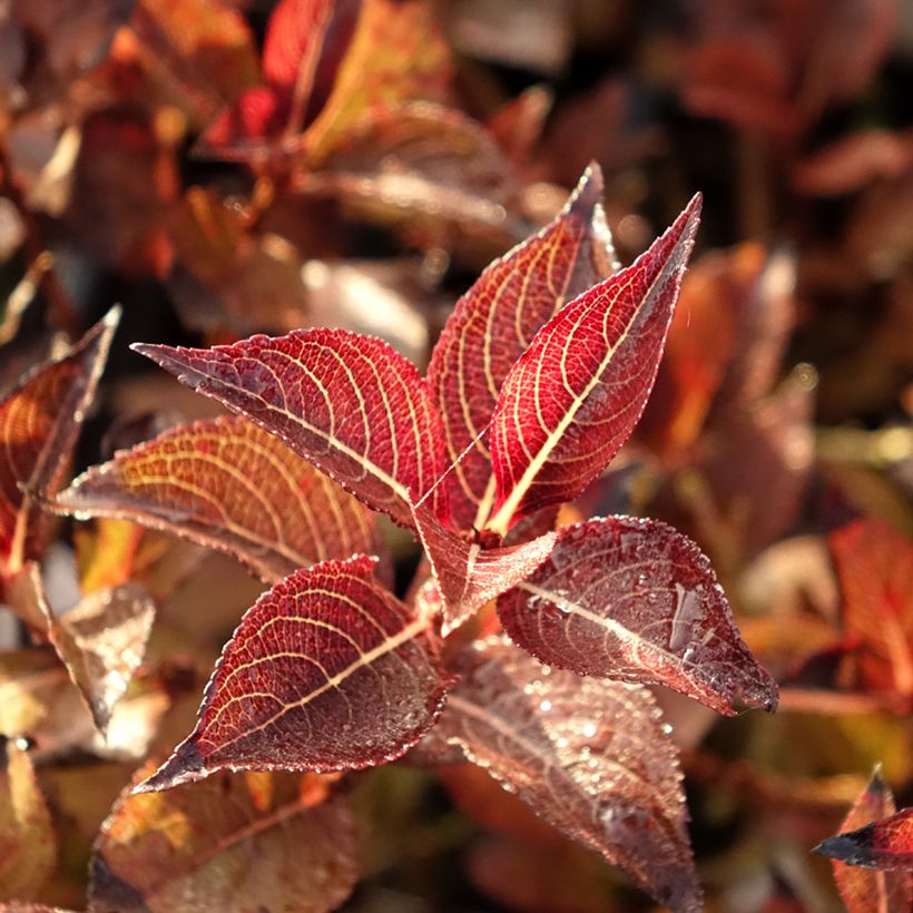 Weigelia Foliis Purpureis (Fogliame)