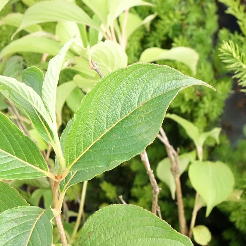 Weigelia Marjorie (Fogliame)