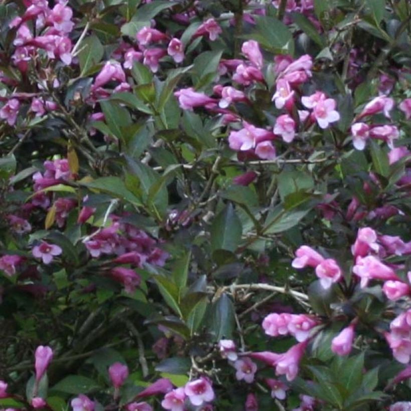 Weigelia Nana Purpurea (Fogliame)