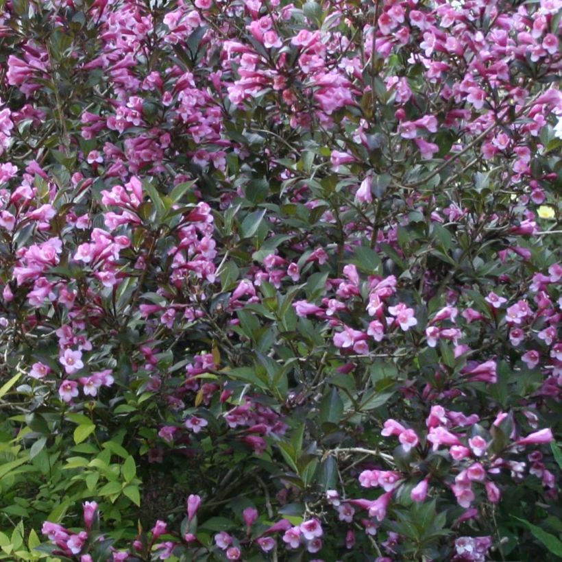 Weigelia Nana Purpurea (Fioritura)