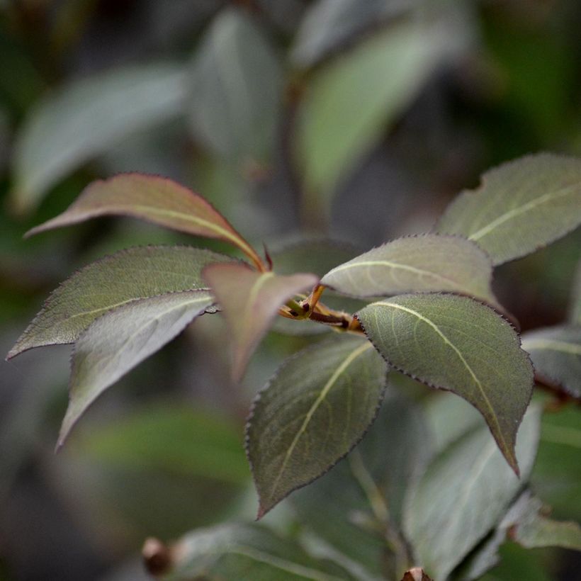 Weigelia Victoria (Fogliame)