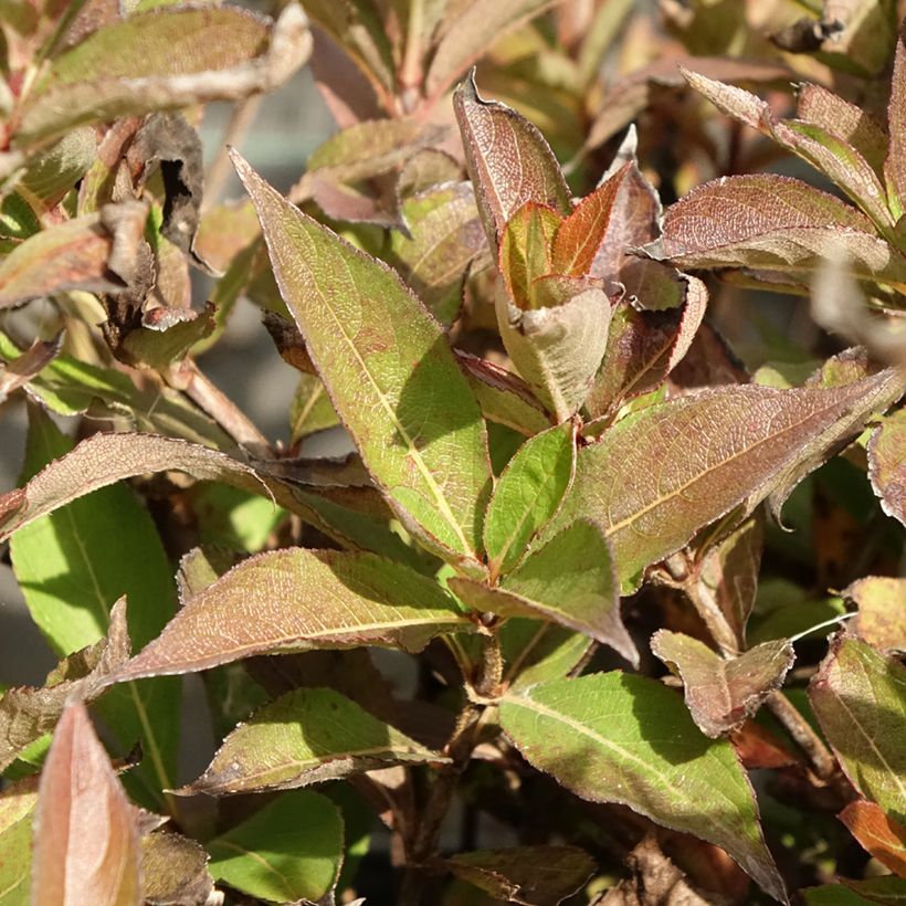 Weigelia Minuet (Fogliame)