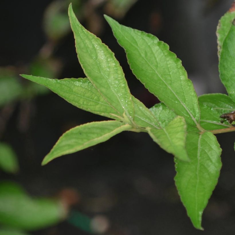 Weigelia Nain rouge (Fogliame)