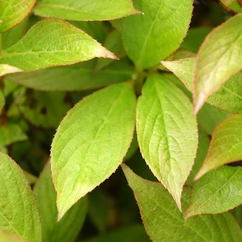 Weigelia Picobella Bianco (Fogliame)