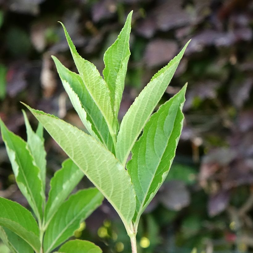 Weigelia Snowflake (Fogliame)