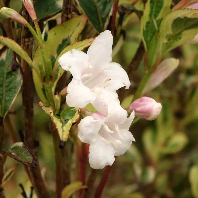 Weigelia White Lightning (Fioritura)