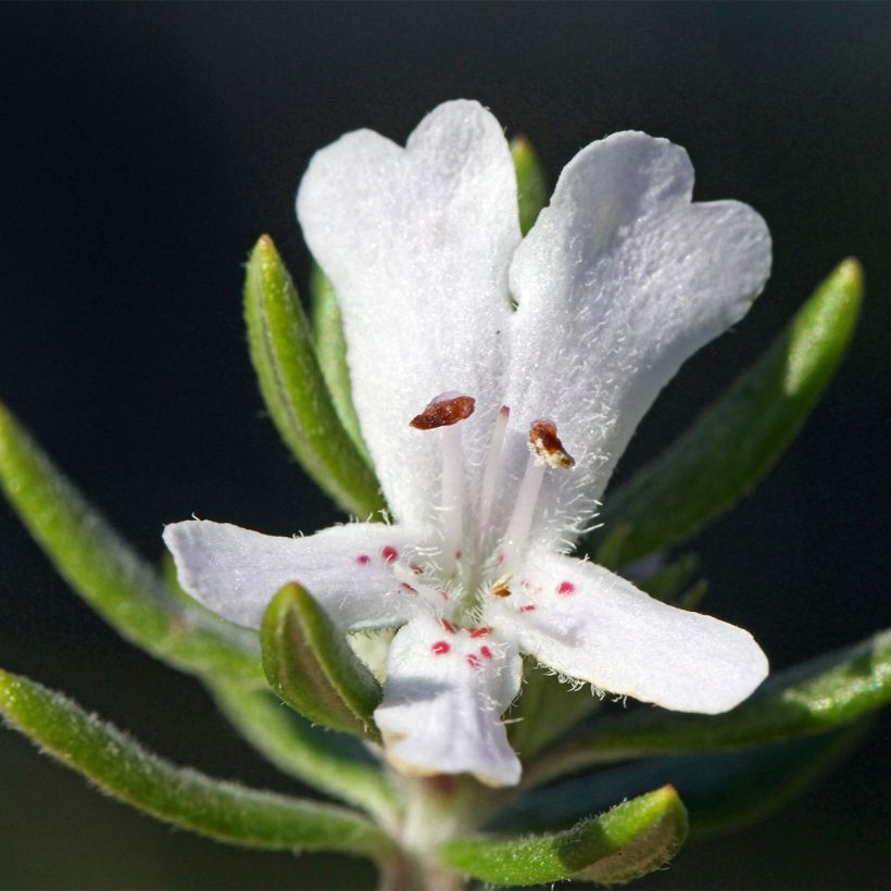 Westringia fruticosa Mundi - Falso rosmarino (Fioritura)