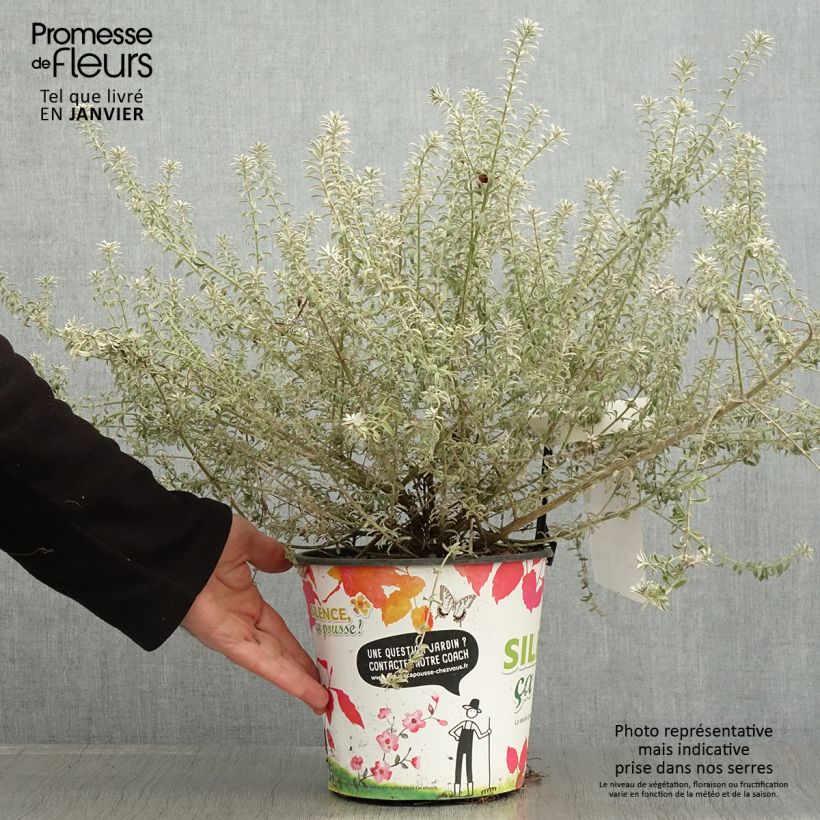 Westringia fruticosa Smookie - Romarin d'Australie - Pot de 4L/5L esemplare consegnato in inverno