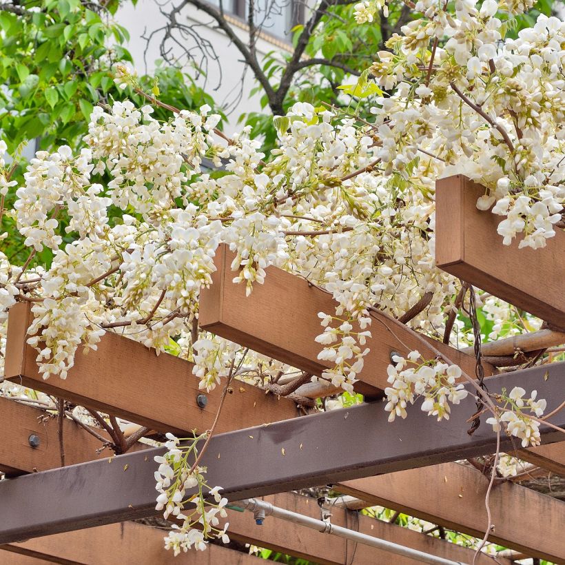 Wisteria brachybotrys White Silk - Glicine (Porto)