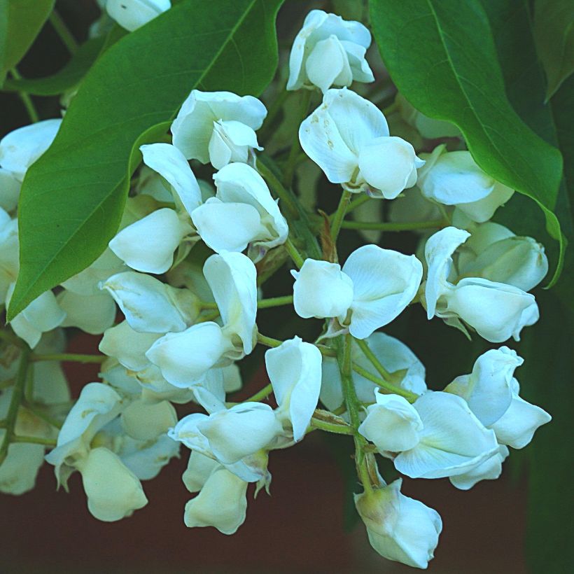 Wisteria brachybotrys White Silk - Glicine (Fioritura)