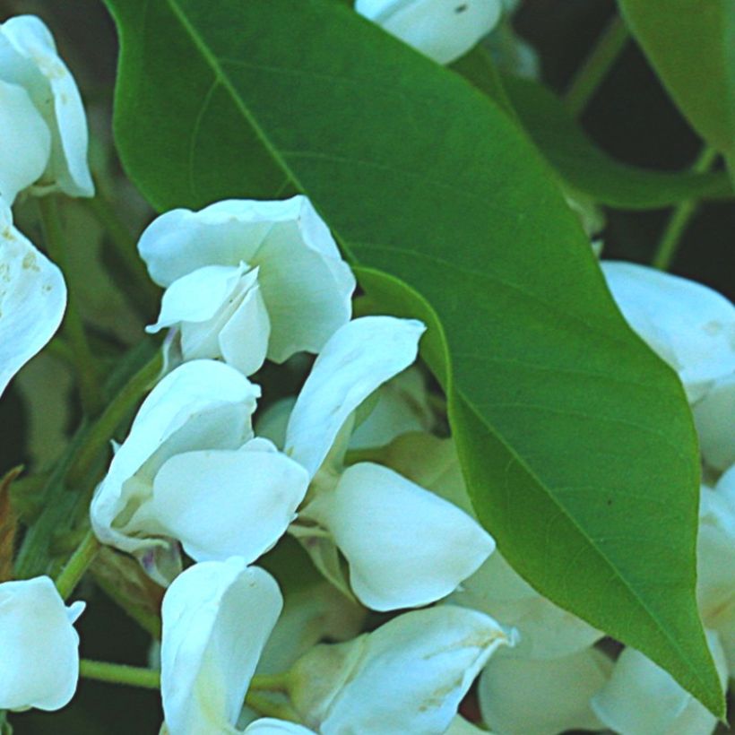 Wisteria brachybotrys White Silk - Glicine (Fogliame)