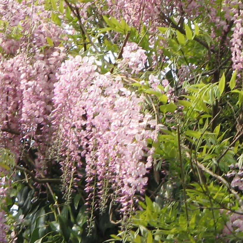 Wisteria floribunda Honbeni - Glicine (Fioritura)