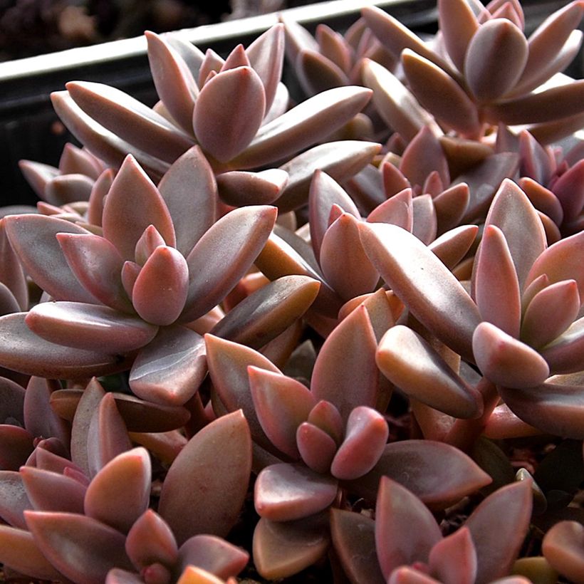 Graptosedum Bronze (Fogliame)