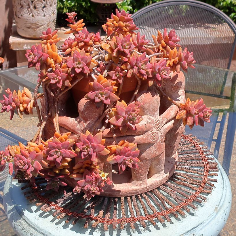 Graptosedum Bronze (Porto)