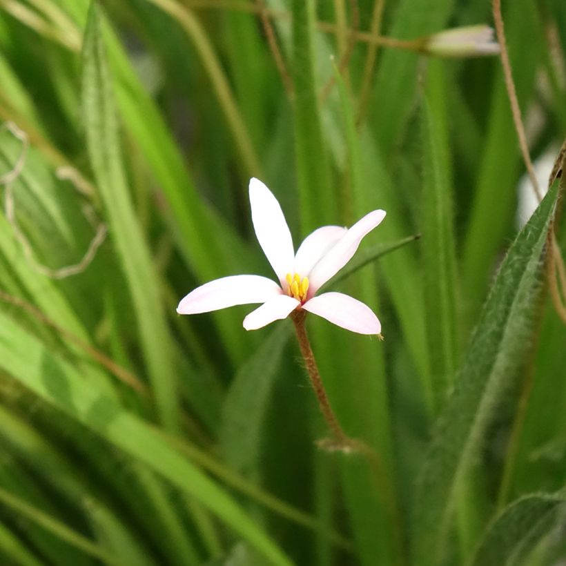 Rhodoxis Ria (Fioritura)