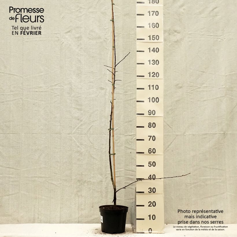 x Sorbopyrus auricularis - Poire de Bollwiller - Pot de 4L/5L esemplare consegnato in inverno