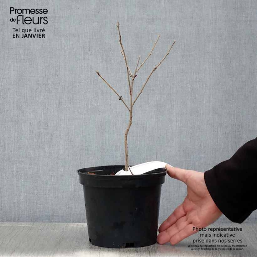 Xanthoceras sorbifolium Pot de 3L/4L esemplare consegnato in inverno