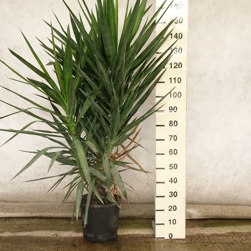 Esemplare di Yucca elephantipes - Yucca pied d'éléphant en pot de 12L/15L consegnato in estate