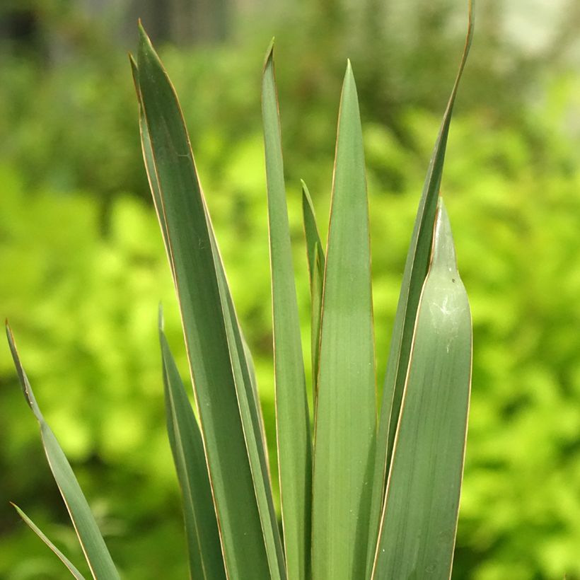 Yucca filamentosa (Fogliame)