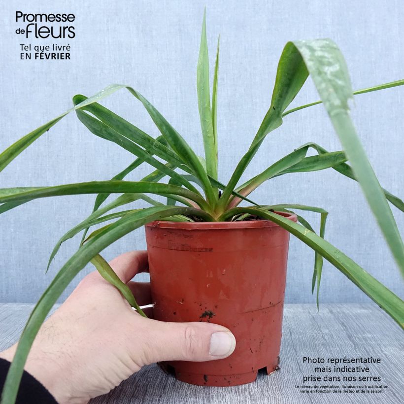 Yucca filamentosa - Pot de 1L/1,5L esemplare consegnato in inverno