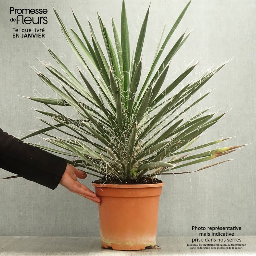 Yucca filifera - Yucca filifère Pot de 7,5L/10L esemplare consegnato in inverno