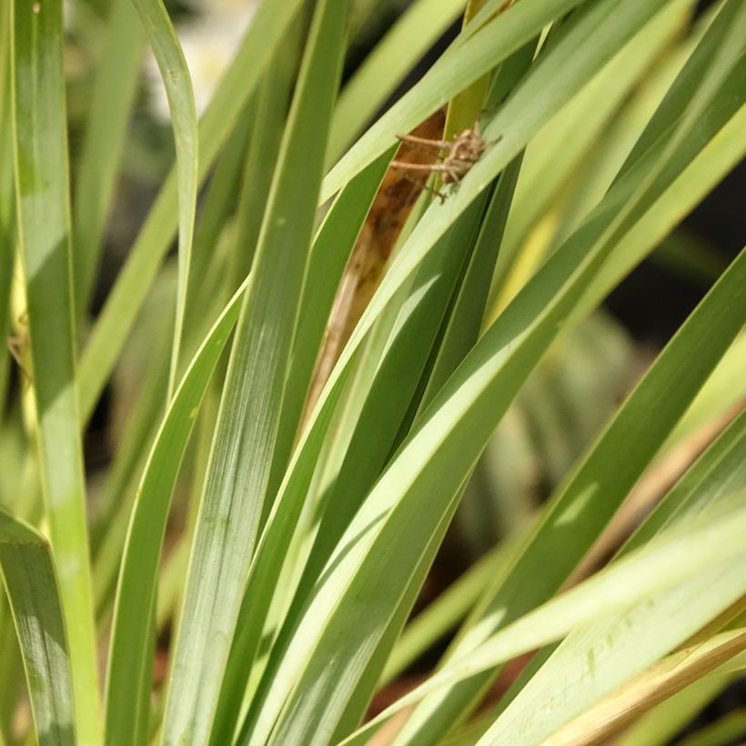 Yucca rostrata Sapphire Skies (Fogliame)