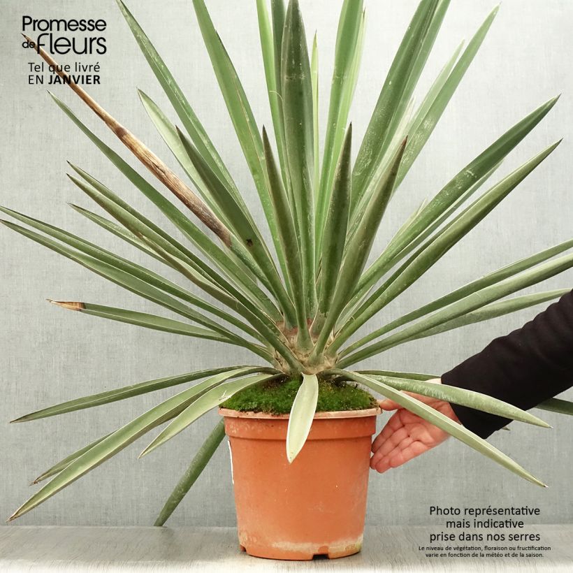 Yucca torreyi - Yucca de Torrey Pot de 7,5L/10L esemplare consegnato in inverno