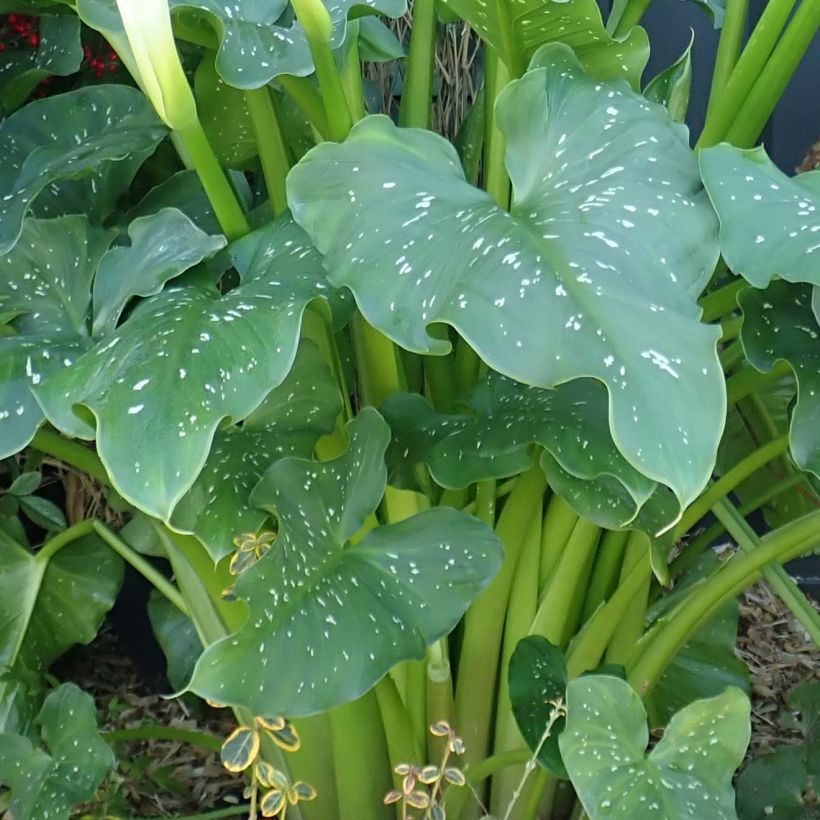 Zantedeschia aethiopica Himalaya - Calla (Fogliame)