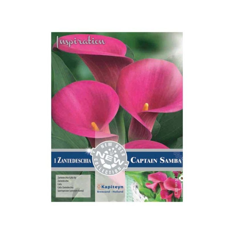 Zantedeschia Captain Samba - Calla (Fioritura)