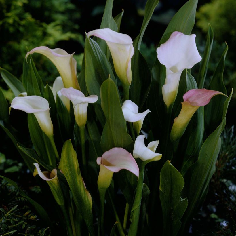 Zantedeschia Crystal Blush - Calla (Fioritura)