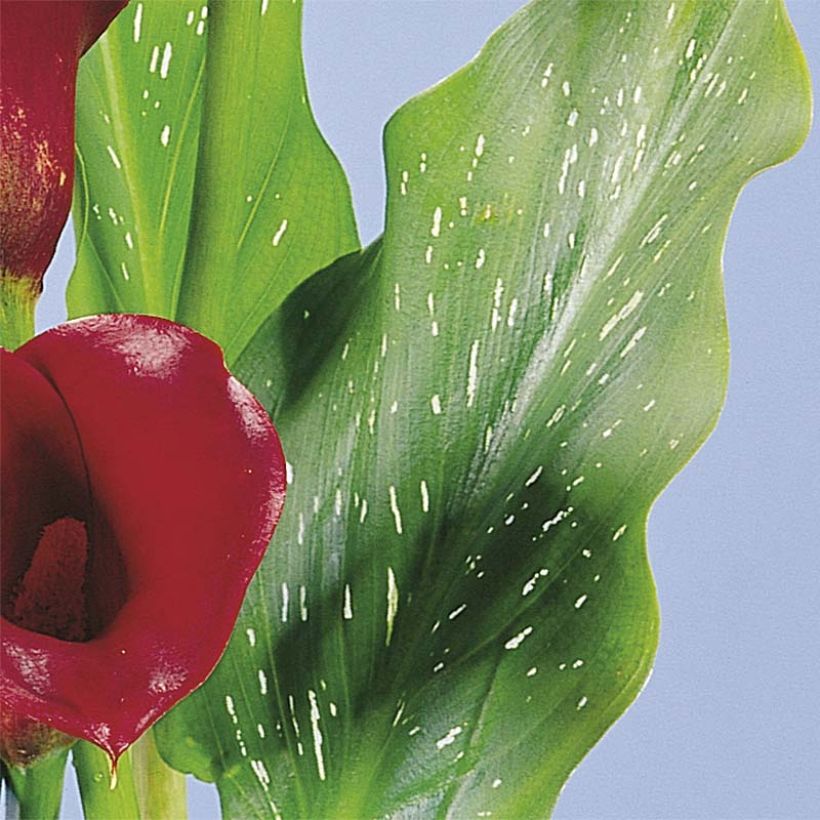 Zantedeschia Red Alert - Calla (Fogliame)