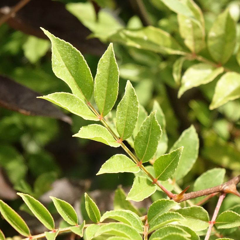 Zanthoxylum americanum - Frassino spinoso (Fogliame)