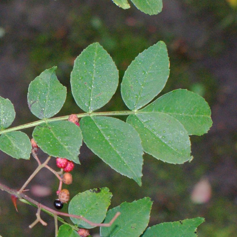 Zanthoxylum simulans - Pepe del Sichuan (Fogliame)