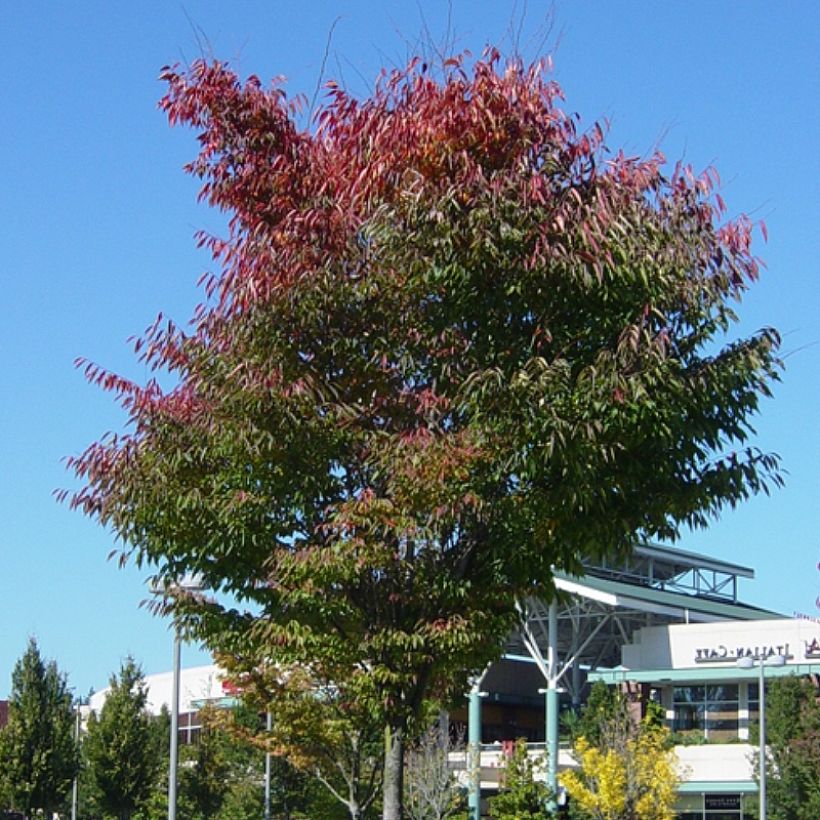 Zelkova serrata Green Vase (Porto)