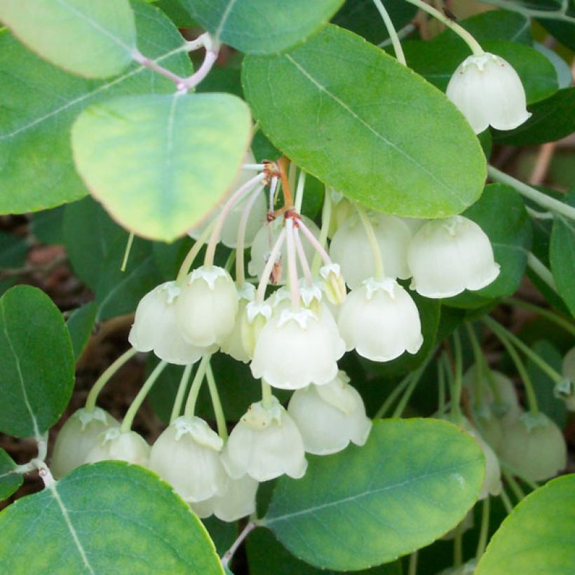 Zenobia pulverulenta Blue Sky (Fogliame)