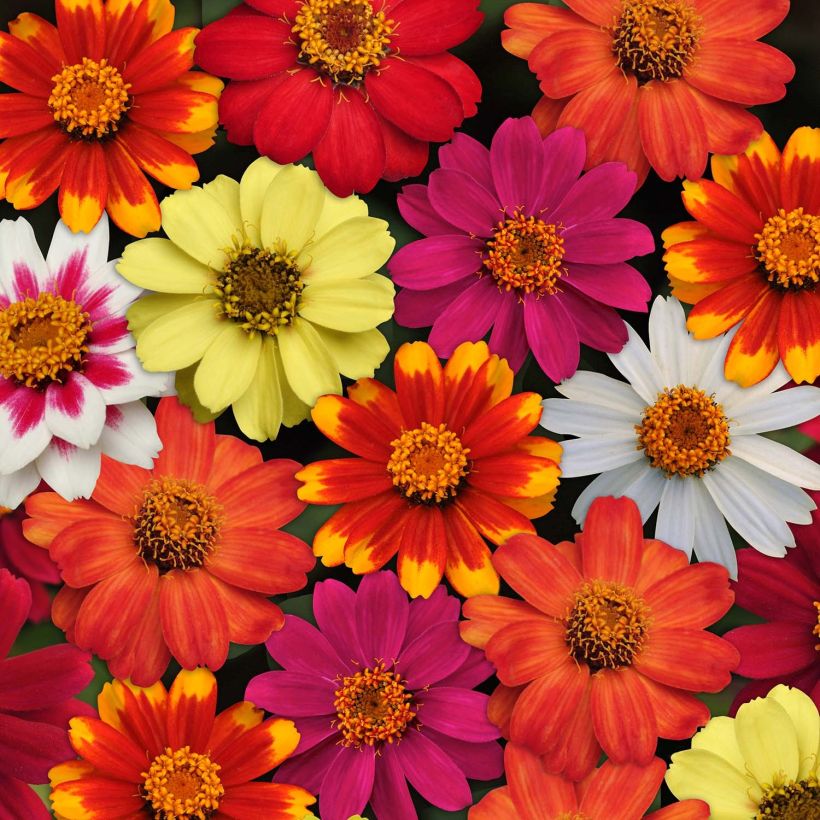 Zinnia Zahara Mix (Fioritura)