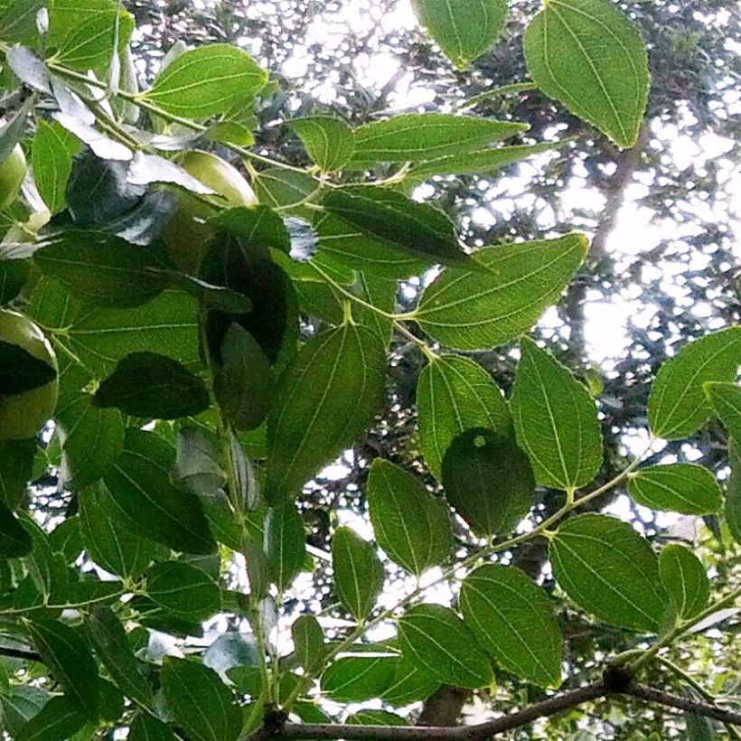 Ziziphus jujuba Li - Giuggiolo (Fogliame)