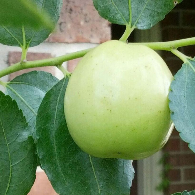 Ziziphus jujuba Li - Giuggiolo (Raccolta)