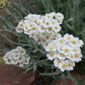 Achillea a fogliame grigio