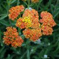 Achillea a fiore giallo e arancione