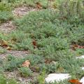 Achillea tappezzanti