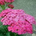 Achillea aromatiche