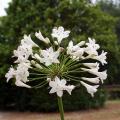 Agapanthus a fiori bianchi