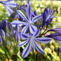 Agapanthus a fiori blu