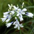 Agapanthus decidui