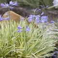 Agapanthus nani