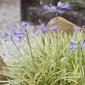 Agapanthus variegati